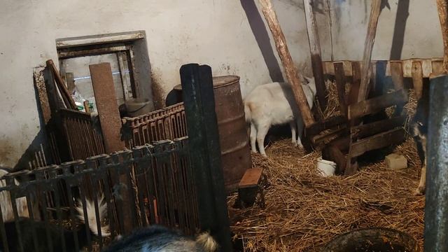 як взнати що коза буде родити і що треба мати коло себе на родах . смотреть онлайн