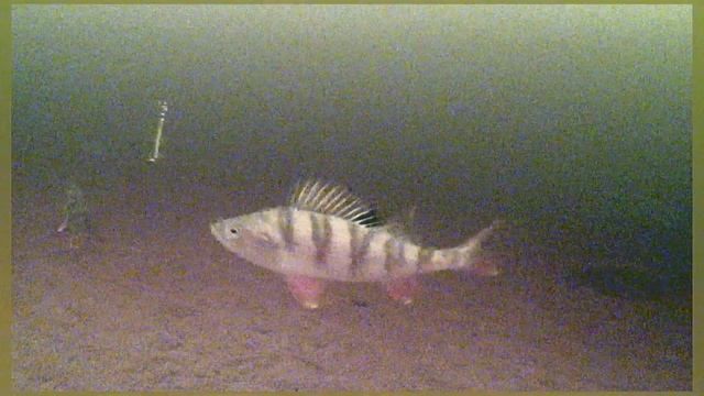 Подводная съёмка блёсен ручной работы на Ладоге смотреть онлайн