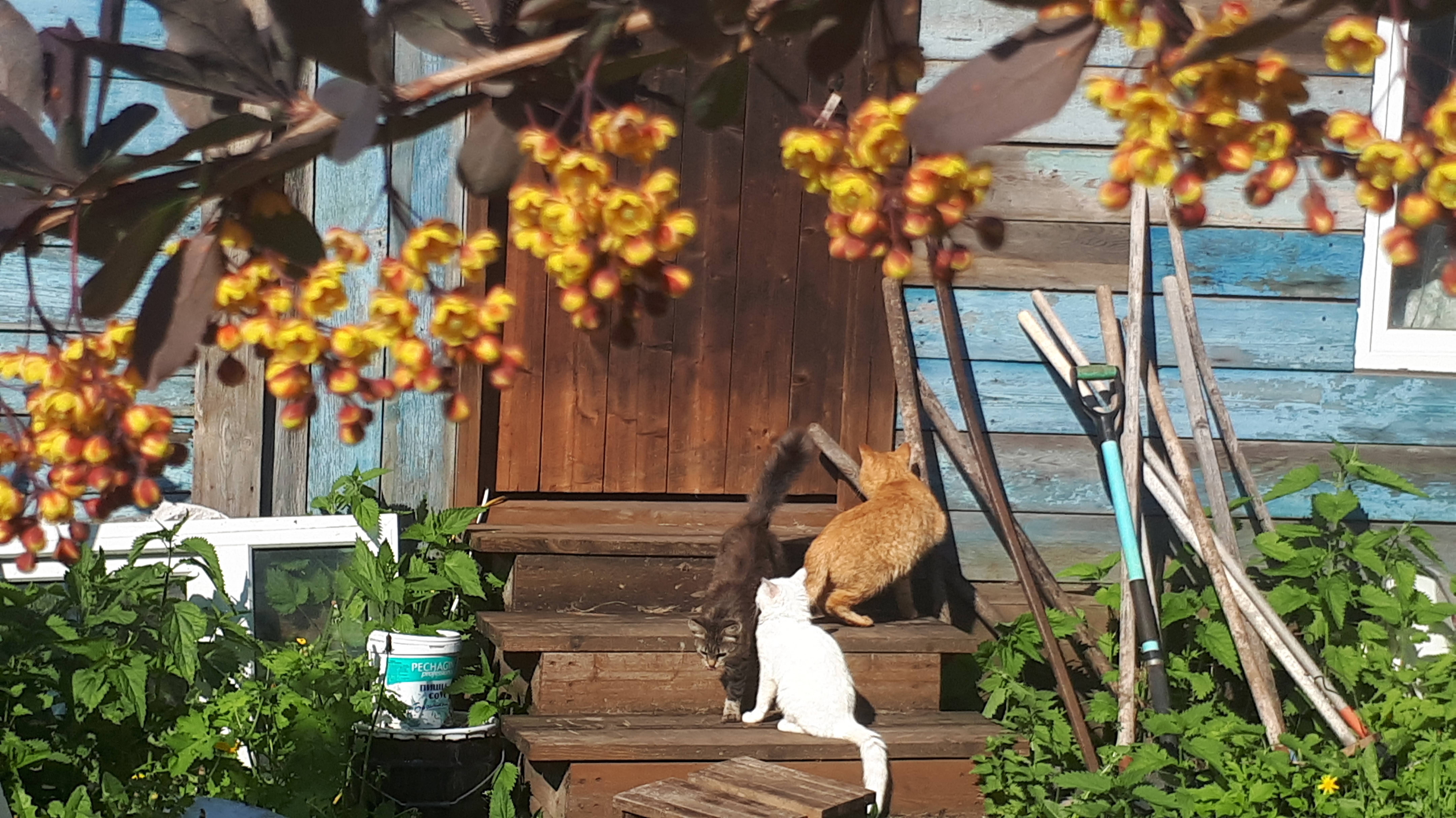 Деревенское утро котов, кур и шмелей