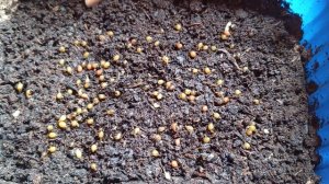 Через какое время вылупляются коконы калифорнийских червей