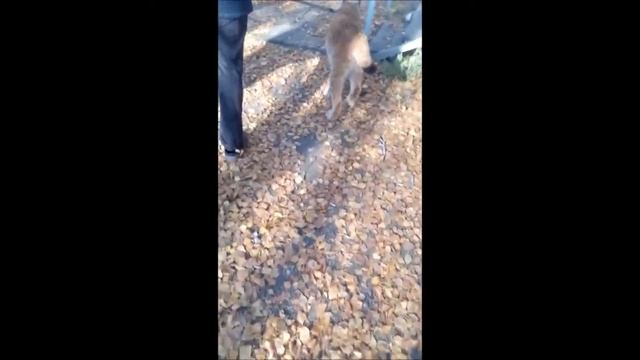 РЫСЬ ПЕРЕСТАЛА БОЯТЬСЯ ЩЕНКОВ _как рысь метит территорию смотреть онлайн