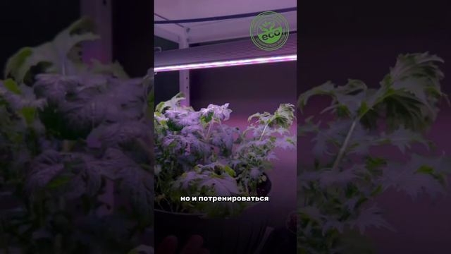 Лучшие растения для домашнего огорода #огороднаподок? смотреть онлайн