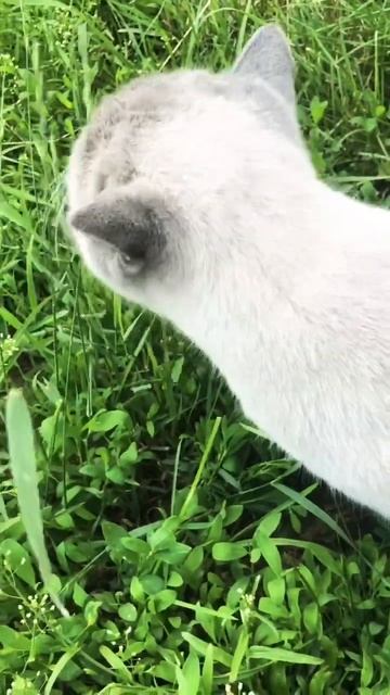 Котик ест траву 😃#кот #котики #кошки #кошка #животные #s смотреть онлайн