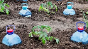 КАПЕЛЬНЫЙ ПОЛИВ СВОИМИ РУКАМИ