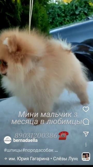 щенки померанского шпица