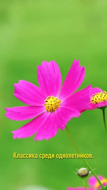 Посейте эти цветы сразу в грунт и наслаждайтесь ярким цветением всё лето! смотреть онлайн