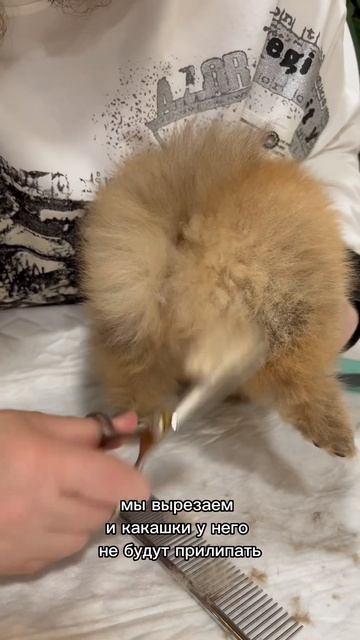 Стрижем шпицу попку 😍