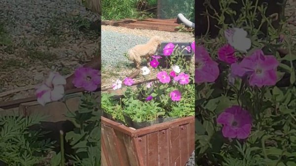 Бассейн для мальтипу в жару