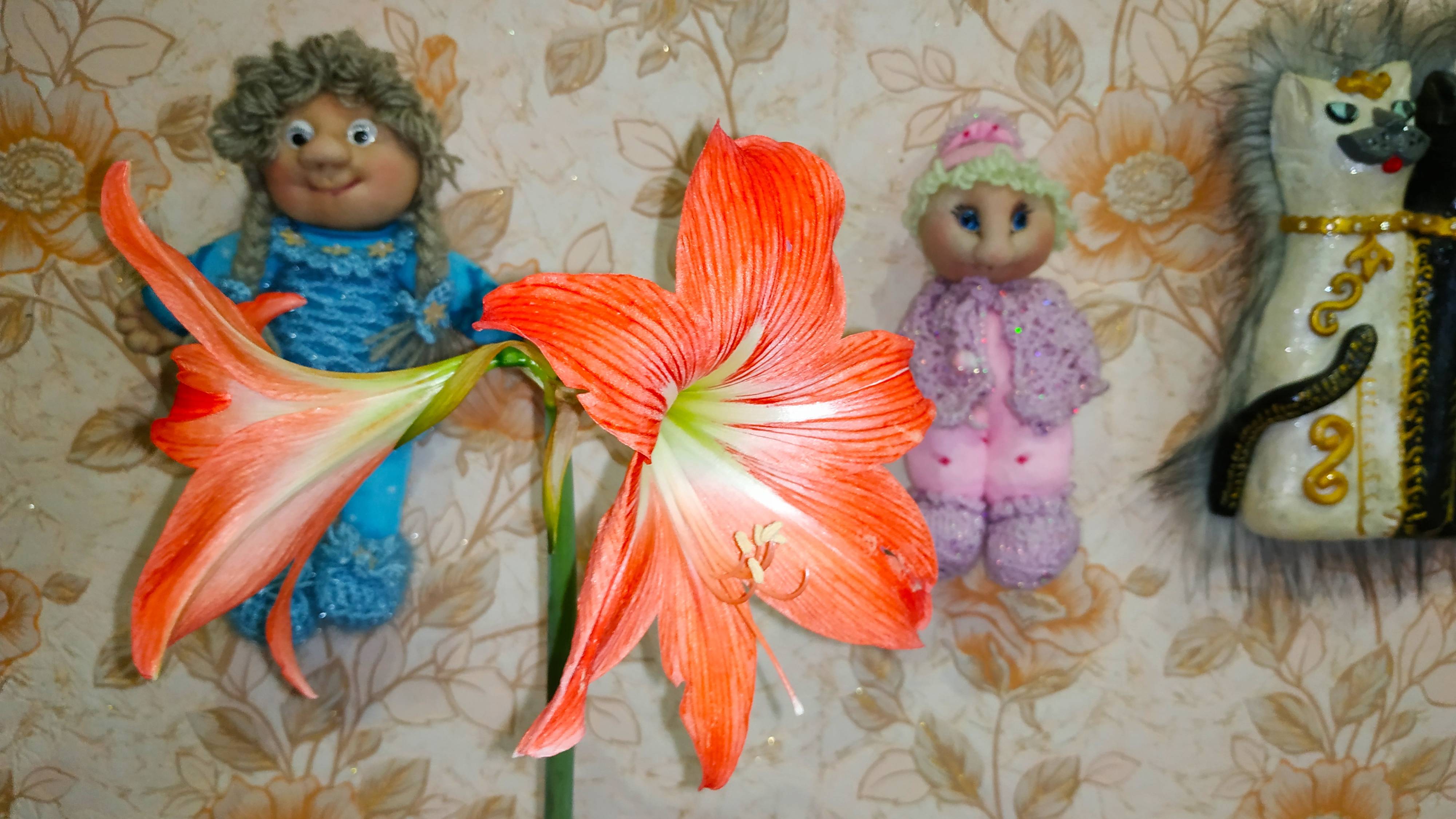 Как расцветает Гиппеаструм или Амариллисы.