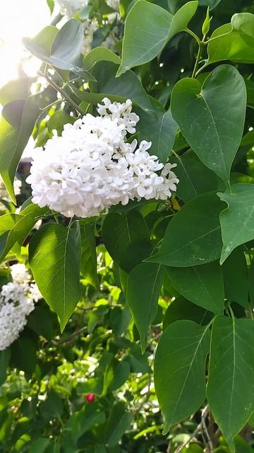 Цветение сирени сорта Монблан #syringa #сирень #Монблан #flowers #цветы #garden