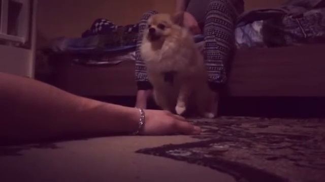 Прикол с собакой Ким будь здоров )