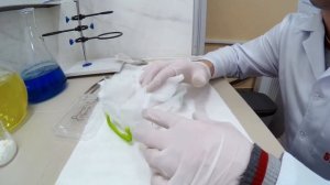 Как прорастить растение моринга