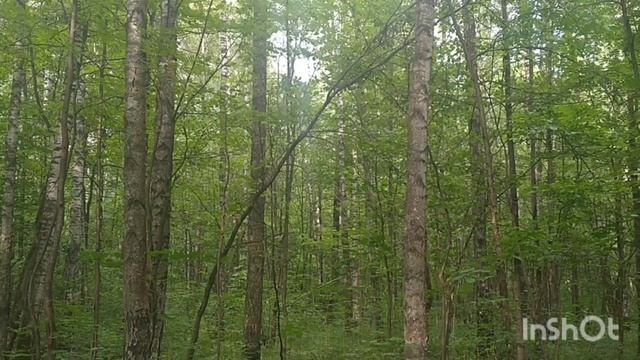 Июньский лес/June Forest 07.06.2023 #лесопарк #лето #природа смотреть онлайн