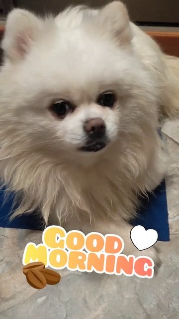 Good Morning! / Доброе Утро! 🙃🐶☀ смотреть онлайн