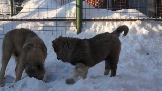 АЛЕША ПОПОВИЧ 3.5 МЕС смотреть онлайн