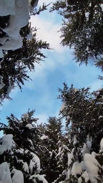 Леса Ярославской области зимой #зимнийлес #лыжи #путеш смотреть онлайн