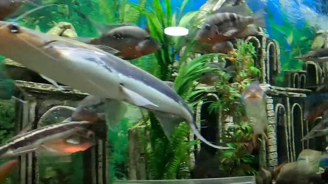 Алуштинский аквариум смотреть онлайн