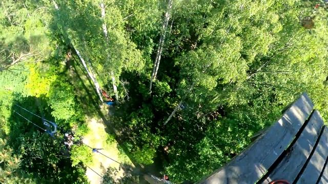 Say A A A! Дерево 26 июня 2022г 14