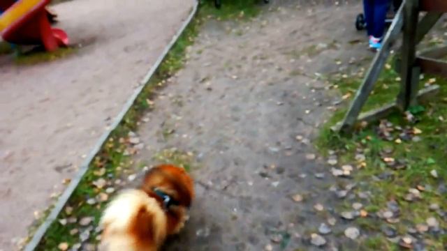 ОСЁЛ, шпиц, два козла смотреть онлайн