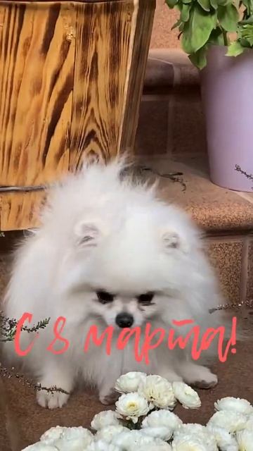 #shorts Шпиц Принц поздравляет с 8 марта и улыбается