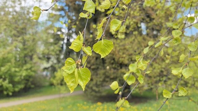 Insta 360 X4 Travel Moscow 4k