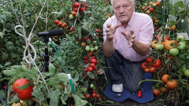 Мой рекордный урожай биф томатов в июле на Севере Нечерноземья. Регенеративное земледелие Распопова