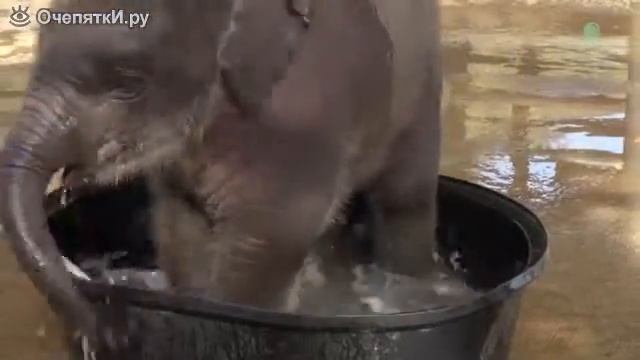 Прикол с с слоном