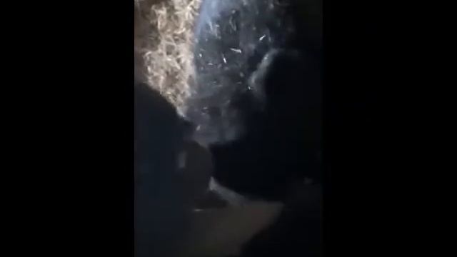 ЧЕЛОВЕК И МЕДВЕДИЦА ВМЕСТЕ ВОСПИТЫВАЮТ МЕДВЕЖАТ_ драка медвежат делят человека смотреть онлайн