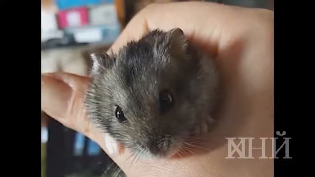 А почему Шиза?