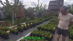 📌Первые ОБРАБОТКИ Гортензии ПОСЛЕ ЗАМОРОЗКОВ📌