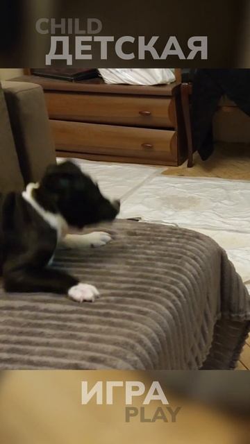 Щенок прыгает скачет веселится 🤪 #щенок #прыгает #собака #puppy #funny #dog #jump #animals #cute