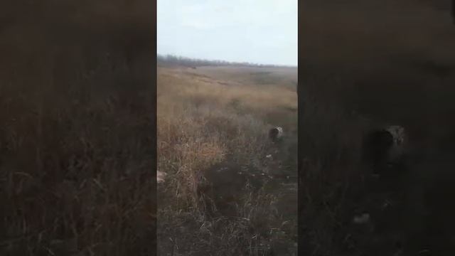 собака не может найти зайца смотреть онлайн