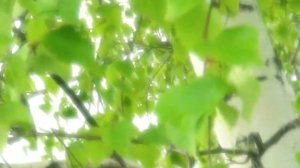 Елена Капитай  "Ох,береза белая"