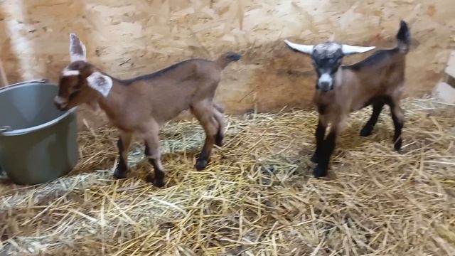 Срочно смотрим! опять пополнение.