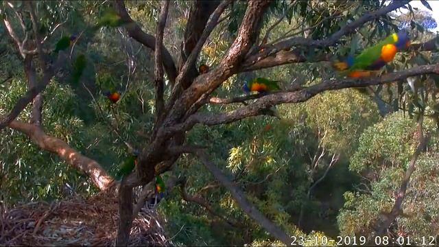 23.10.2019. Гости в гнездах и хулиганы.. смотреть онлайн