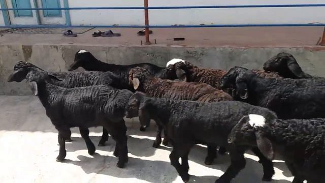 3-4 айлык Едилбай козы кошкарлар 9 бас ☎️ +998944475066 смотреть онлайн