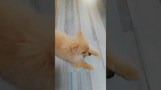 Как мы одеваемся на прогулку. Шпиц 4.5месяцев