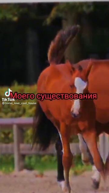 ЛОШАДИ ЭТО ЧУДО! ЛОШАДИ ЭТО ПРИЧИНА