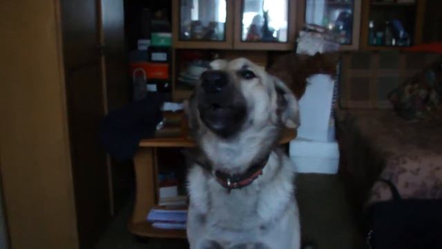 Dog's Vocal (Собачий вокал) (Лаки поет).divx смотреть онлайн