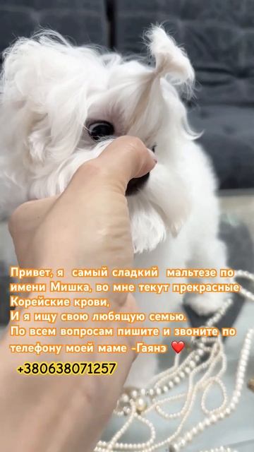 Шикарный мини мальчик мальтезе прекрасных корейских кровей.в поисках семьи +380638071257 смотреть онлайн