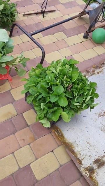 излишки раздаю родственникам или продаю недорого... ра смотреть онлайн