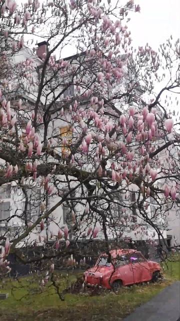 #магнолияСуланжа# Tulpen-MagnolieSoulangeana#первоцветы#веснаВСад смотреть онлайн