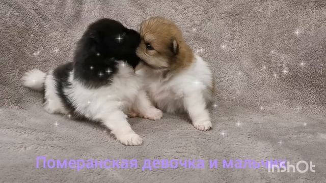 Патиколорные померанские шпице детки смотреть онлайн