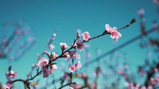 Весна Прийшла!🌷🌷🌷 смотреть онлайн