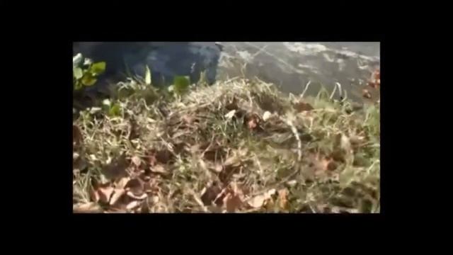 Tribetwelve на русском. Документ #1