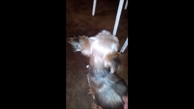 СОБАКА ИНВАЛИД ЖИВА - ему говорили жить два месяца_У КОШЕК ВЫХОДНОЙ смотреть онлайн