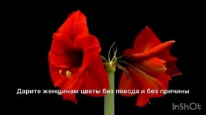 Jazzdauren Дарите женщинам цветы Караоке с текстом песни💋