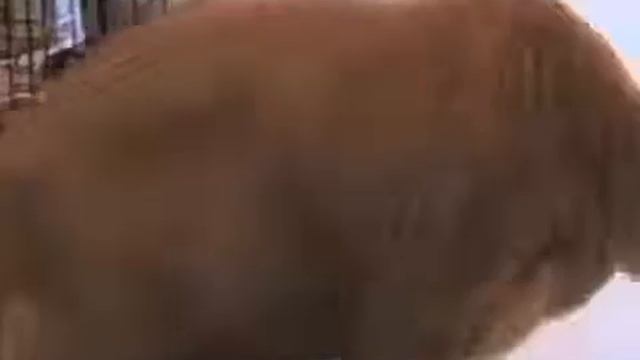 Мяу мяу (прикол) смотреть онлайн