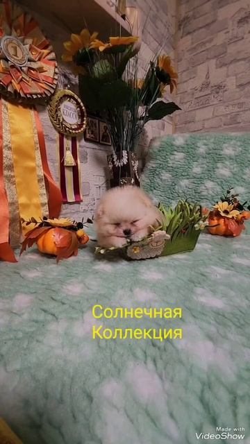 Шпиц померанский щенки #шпиц #щенкишпица #питомникшпицев #питомниксолнечнаяколлекция #померанскийшп