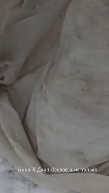 Молодую тую готовлю к долгой зиме в Сибири #огород #дача #нинакдачаогородинетолько #туя#shorts смотреть онлайн